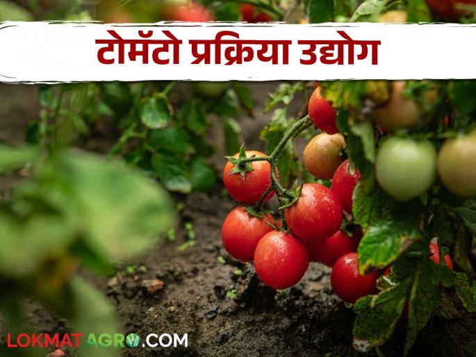 Latest News Process tomatoes to produce food, less loss, economic benefit read details | Tomato Processing : टोमॅटो प्रक्रिया उद्योगातून काय-काय करता येईल? जाणून घ्या सविस्तर 