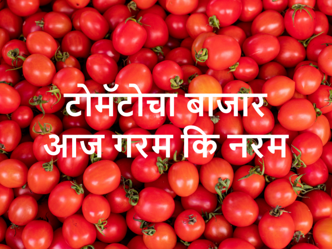 Today's tomato market prices in Pune and Maharashtra | आज टोमॅटो कुठे खातोय भाव? जाणून घ्या Today's tomato market prices in Pune and Maharashtra | आज टोमॅटो कुठे खातोय भाव? जाणून घ्या