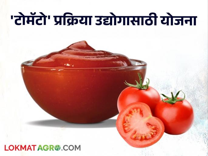 Maximum subsidy for tomato processing industry; Take advantage of this government scheme | टोमॅटो प्रक्रिया उद्योगासाठी मिळतंय भरघोस अनुदान; घ्या या योजनेचा लाभ Maximum subsidy for tomato processing industry; Take advantage of this government scheme | टोमॅटो प्रक्रिया उद्योगासाठी मिळतंय भरघोस अनुदान; घ्या या योजनेचा लाभ
