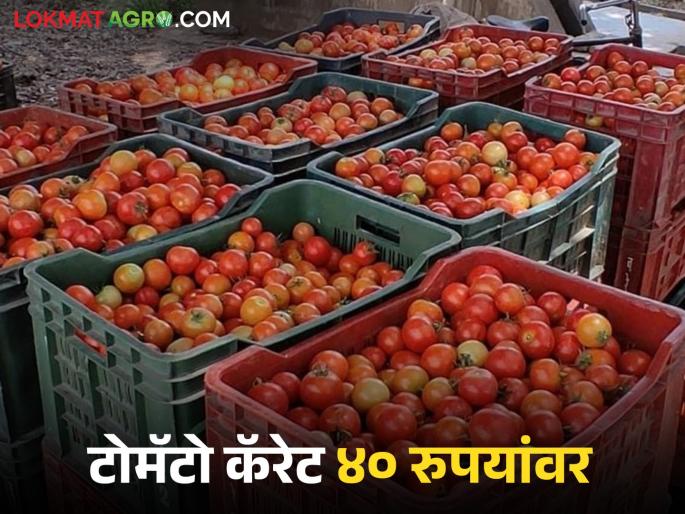 Latest News kanda Tomato market these two crops market prices down in nashik district | Kanda Tomato Market : टोमॅटो कॅरेटला चाळीस रुपये भाव, तर उन्हाळ कांद्याचेही दर घसरलेलेच!