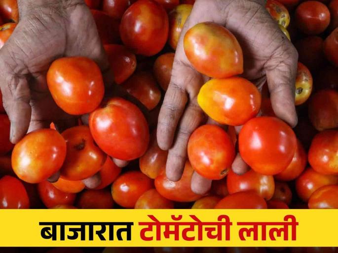 in mumbai he price of tomato is likely to increase further possibility is being predicted by the vegetable seller | सलाड मागोमाग, भाजीमधूनही टोमॅटो गायब? टोमॅटोचा भाव आणखी वाढण्याची शक्यता