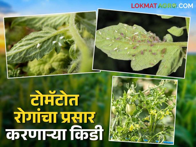 Tomato Rog : Which pests cause which diseases in tomato crops? Read in detail | Tomato Rog : टोमॅटो पिकात कोणत्या किडींमुळे येतात कोणते रोग? वाचा सविस्तर Tomato Rog : Which pests cause which diseases in tomato crops? Read in detail | Tomato Rog : टोमॅटो पिकात कोणत्या किडींमुळे येतात कोणते रोग? वाचा सविस्तर