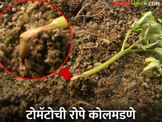 Latest News Tomato Farming What causes tomato plants to collapse, see cause and solution? | Tomato Farming : टोमॅटोची रोपे कशामुळे कोलमडतात, काय आहे कारण आणि उपाय? 