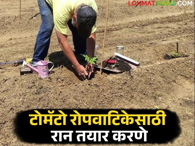 latest News Tomato nursery How to prepare the soil for tomato nursery Read in detail | Tomato Nursery : टोमॅटो पिकाच्या रोपवाटिकेसाठी रान तयार कसे तयार कराल? वाचा सविस्तर  latest News Tomato nursery How to prepare the soil for tomato nursery Read in detail | Tomato Nursery : टोमॅटो पिकाच्या रोपवाटिकेसाठी रान तयार कसे तयार कराल? वाचा सविस्तर