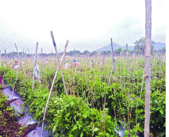 Tomato production due to laborers Crisis-stricken environment on farmers | मजुरांअभावी टोमॅटो उत्पादन शेतकऱ्यांवर संकट-बदलते वातावरण