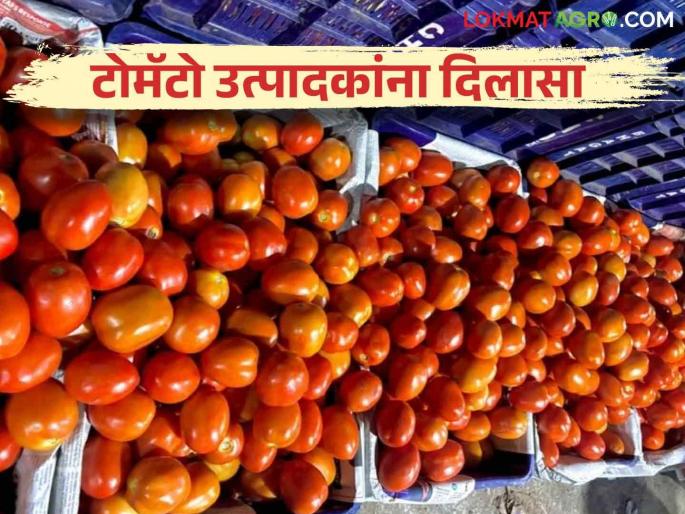 Latest News Tomato Market Relief for tomato producers, seed market price of 20 kg carrots in Nashik  | Tomato Market : टोमॅटो उत्पादकांना दिलासा, नाशिकमध्ये वीस किलोच्या कॅरेटला काय भाव?  Latest News Tomato Market Relief for tomato producers, seed market price of 20 kg carrots in Nashik  | Tomato Market : टोमॅटो उत्पादकांना दिलासा, नाशिकमध्ये वीस किलोच्या कॅरेटला काय भाव?