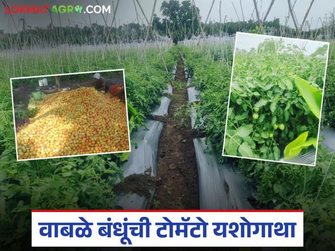 latest news Farmer Success Story: Red gold of tomatoes; Wable brothers earned lakhs from 30 guns! Read in detail | Farmer Success Story : टोमॅटोचं लाल सोनं; ३० गुंठ्यातून वाबळे बंधूंनी कमावले लाखो! वाचा सविस्तर