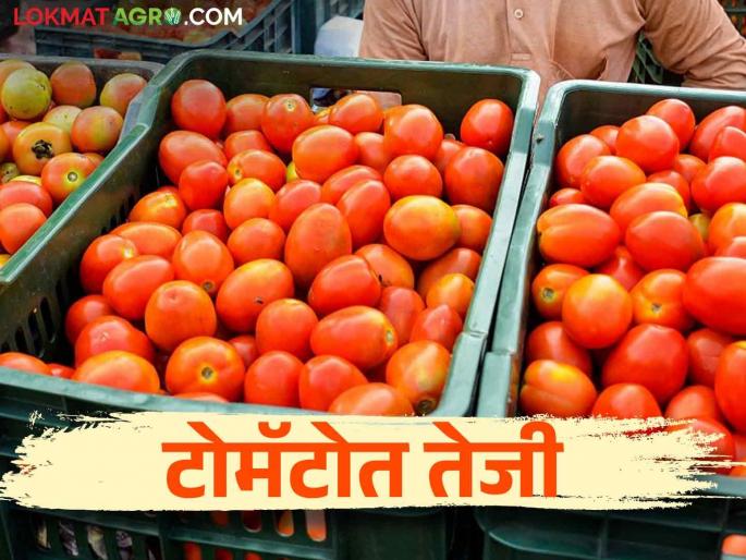 Tomato Market; Tomato market price has increased, how is the price get in the main market committee of the state | Tomato Market; टोमॅटो बाजारभाव वाढला, राज्यातील प्रमुख बाजार समितीत कसा मिळतोय दर Tomato Market; Tomato market price has increased, how is the price get in the main market committee of the state | Tomato Market; टोमॅटो बाजारभाव वाढला, राज्यातील प्रमुख बाजार समितीत कसा मिळतोय दर