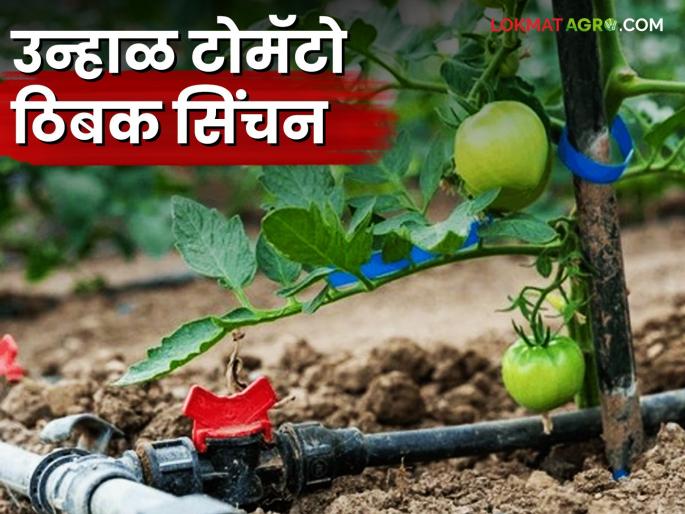 Latest News Tomato Tibak Sinchan Use drip irrigation for tomatoes, save 45 percent water | Tomato Tibak Sinchan : टोमॅटोसाठी ठिबक सिंचनाच्या वापर करा, 45 टक्के पाणी बचत करा  Latest News Tomato Tibak Sinchan Use drip irrigation for tomatoes, save 45 percent water | Tomato Tibak Sinchan : टोमॅटोसाठी ठिबक सिंचनाच्या वापर करा, 45 टक्के पाणी बचत करा