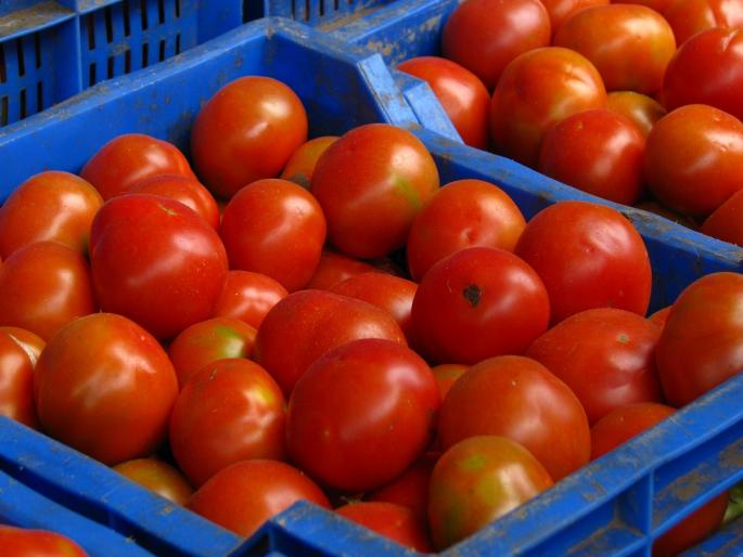 Learn tomato harvesting and storage techniques | टोमॅटोची काढणी आणि साठवणुकीचे तंत्र शिका Learn tomato harvesting and storage techniques | टोमॅटोची काढणी आणि साठवणुकीचे तंत्र शिका
