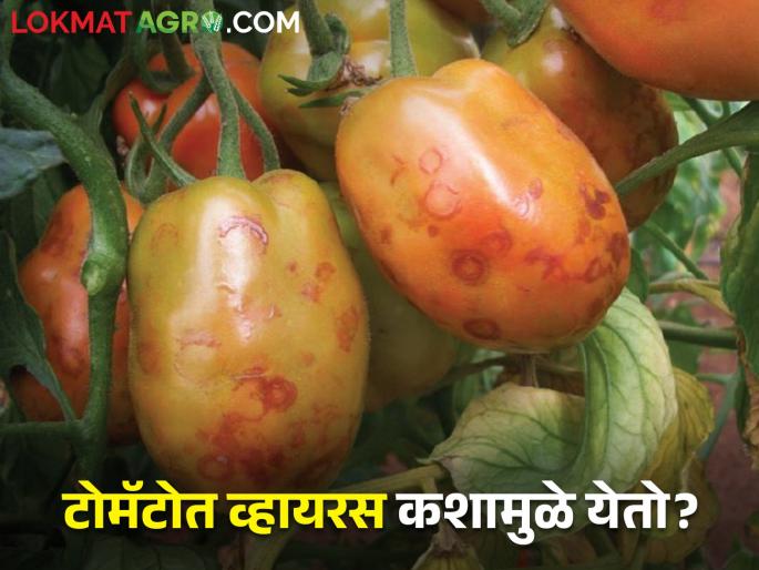 Why do virus diseases occur in tomatoes? What are the reasons | टोमॅटोमध्ये व्हायरस विषाणुजन्य रोग का येतात? काय आहेत कारणे