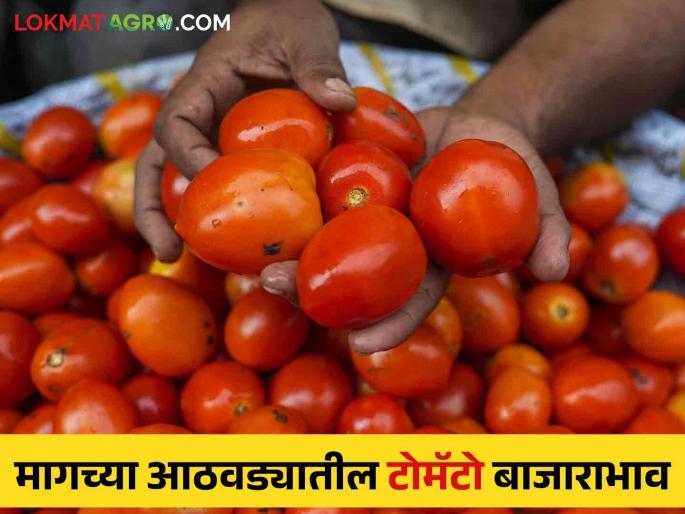 Tomato arrival increased, did the price increase? Read last week's market prices  | Tomato Market : टोमॅटोची आवक वाढली, दर वाढले का? वाचा मागील आठवड्यातील बाजारभाव  Tomato arrival increased, did the price increase? Read last week's market prices  | Tomato Market : टोमॅटोची आवक वाढली, दर वाढले का? वाचा मागील आठवड्यातील बाजारभाव