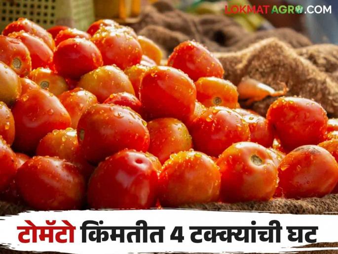 Latest News Tomato Bajarbhav 23 percent decrease in tomato arrival and 4 percent decrease in price, know in detail | Tomato Market : टोमॅटो आवकेत 23 टक्के, तर किंमतीत 4 टक्क्यांची घट, जाणून घ्या सविस्तर Latest News Tomato Bajarbhav 23 percent decrease in tomato arrival and 4 percent decrease in price, know in detail | Tomato Market : टोमॅटो आवकेत 23 टक्के, तर किंमतीत 4 टक्क्यांची घट, जाणून घ्या सविस्तर