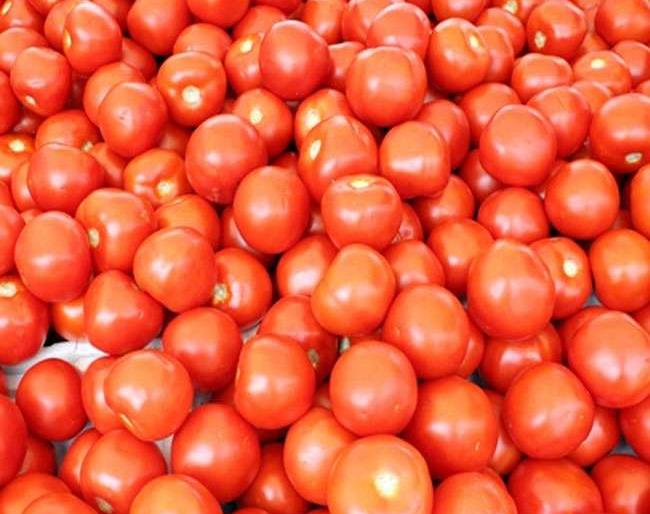 Tomato support to disadvantaged farmers! | नुकसानग्रस्त शेतकऱ्यांना टमाट्याचा आधार !  Tomato support to disadvantaged farmers! | नुकसानग्रस्त शेतकऱ्यांना टमाट्याचा आधार !