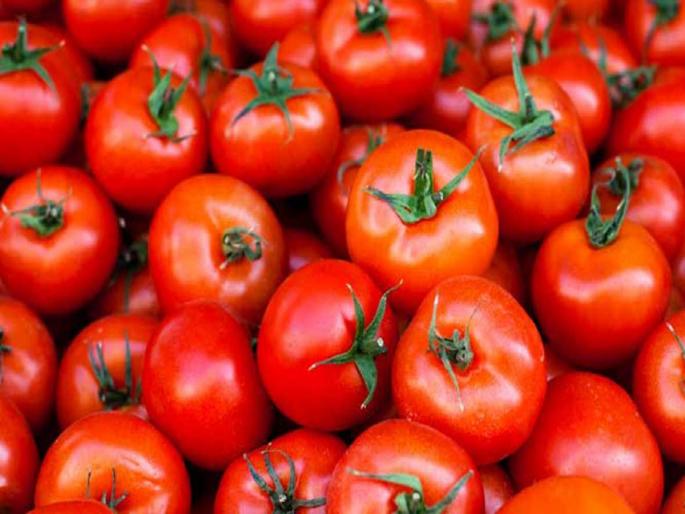 Record price hike: Tomatoes at Rs 150 a kg in the market; Only 75 rupees falls in the hands of the farmer | बाजारात टोमॅटो १५० रुपये किलो; शेतकऱ्याच्या हातात पडतात फक्त ७५ रुपयेच Record price hike: Tomatoes at Rs 150 a kg in the market; Only 75 rupees falls in the hands of the farmer | बाजारात टोमॅटो १५० रुपये किलो; शेतकऱ्याच्या हातात पडतात फक्त ७५ रुपयेच