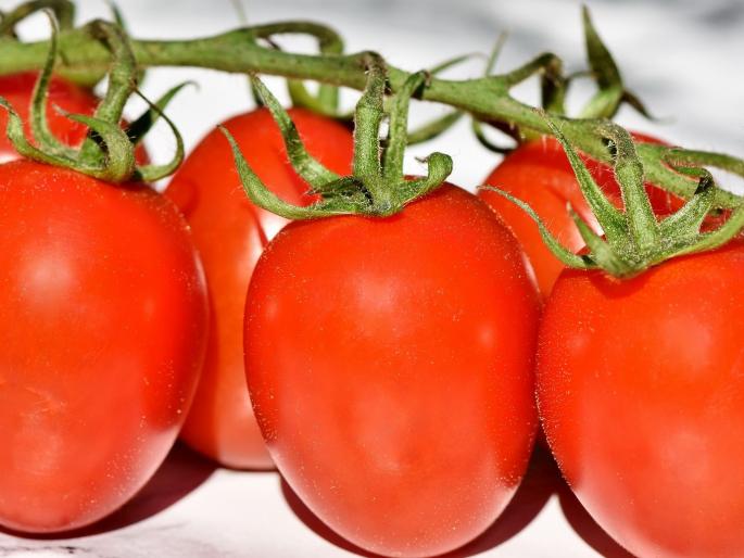Tomatoes will remain booming; Due to the shortage, the prices increased | टोमॅटो राहणार तेजीत; तुटवड्यामुळे भाव वधारले Tomatoes will remain booming; Due to the shortage, the prices increased | टोमॅटो राहणार तेजीत; तुटवड्यामुळे भाव वधारले