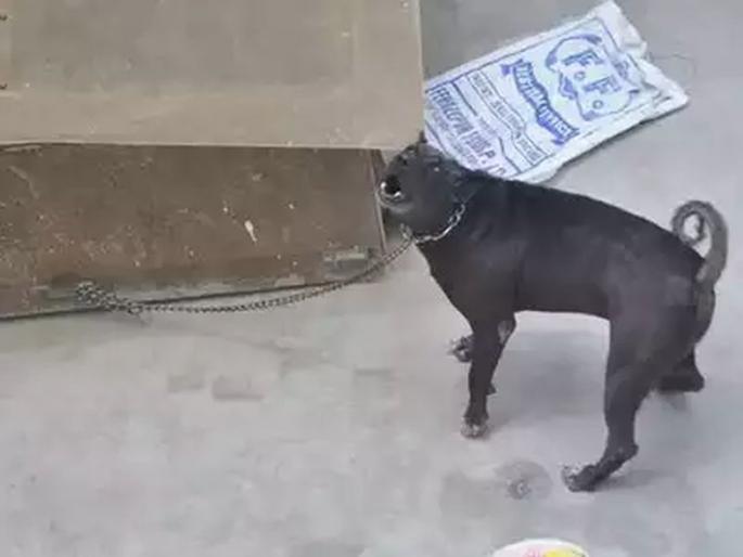 Burari Deaths: bhatia family's Dog Death | Burari Deaths : कुटुंबीयांच्या आठवणीने व्याकूळ झालेल्या कुत्र्यानेही सोडले प्राण    Burari Deaths: bhatia family's Dog Death | Burari Deaths : कुटुंबीयांच्या आठवणीने व्याकूळ झालेल्या कुत्र्यानेही सोडले प्राण