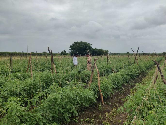 In Solapur, Theft of 80 crates of tomatoes in the fall; Directly to the farm for police investigation | धक्कादायक! पडसाळीत ८० क्रेट टोमॅटोची चोरी; पोलीस तपासासाठी थेट शेतात In Solapur, Theft of 80 crates of tomatoes in the fall; Directly to the farm for police investigation | धक्कादायक! पडसाळीत ८० क्रेट टोमॅटोची चोरी; पोलीस तपासासाठी थेट शेतात