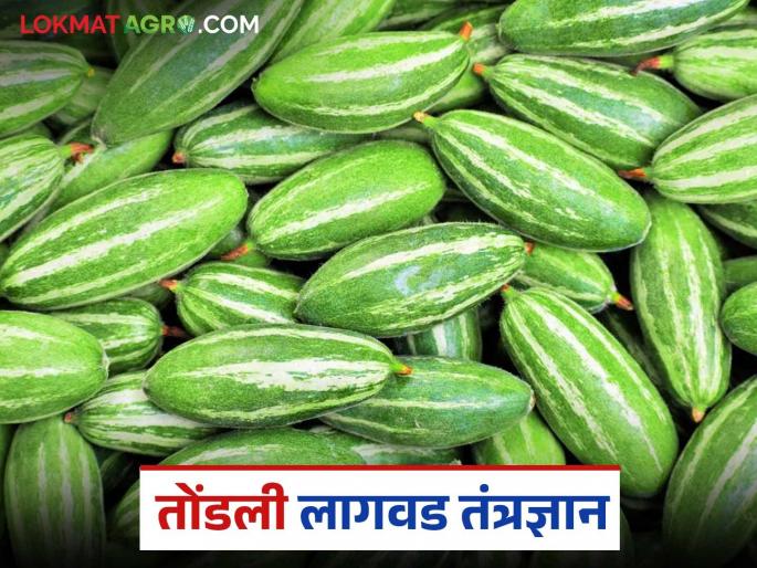 latest news Tondli farming: Traditional taste and health advice; Double benefit from Tondli cultivation! Read in detail | Tondli Farming : परंपरेची चव आणि आरोग्याचा सल्ला; तोंडली लागवडीतून दुहेरी फायदा! वाचा सविस्तर latest news Tondli farming: Traditional taste and health advice; Double benefit from Tondli cultivation! Read in detail | Tondli Farming : परंपरेची चव आणि आरोग्याचा सल्ला; तोंडली लागवडीतून दुहेरी फायदा! वाचा सविस्तर