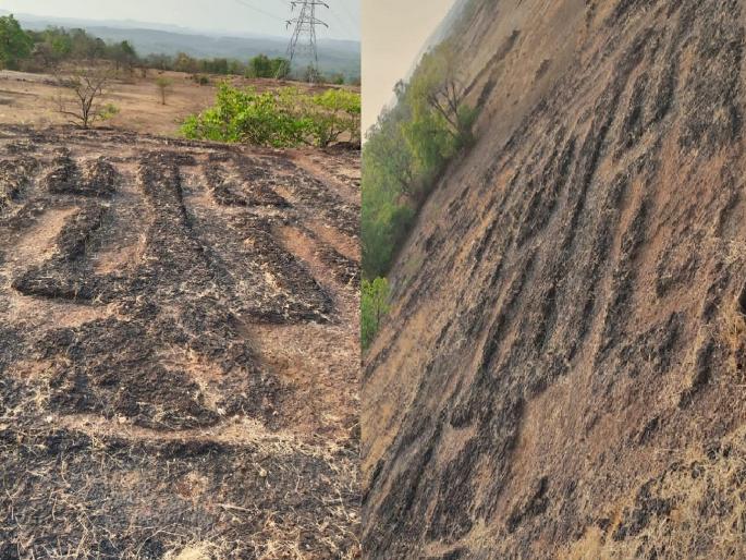 two carving sculptures were found for the first time At Tondavali in Kankavali taluka | आता कनकनगरी झळकणार कातळचित्रांच्या नकाशावर, तोंडवली येथे पहिल्यांदाच सापडली वैशिष्ट्यपूर्ण कातळचित्रे two carving sculptures were found for the first time At Tondavali in Kankavali taluka | आता कनकनगरी झळकणार कातळचित्रांच्या नकाशावर, तोंडवली येथे पहिल्यांदाच सापडली वैशिष्ट्यपूर्ण कातळचित्रे