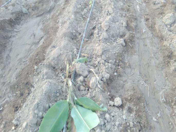 The apes of the monkeys with the Randukars in the Tonegaon Shivar in Bhadgaon taluka | भडगाव तालुक्यातील टोणगाव शिवारात रानडुकरांसह वानरांचा धुमाकूळ