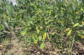 Rainfall benefits and losses toor crop | पावसाचा तुरीला फायदा अन् तोटाही!   Rainfall benefits and losses toor crop | पावसाचा तुरीला फायदा अन् तोटाही!