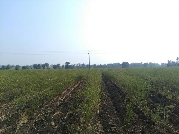Washim: Inclement weather hit toor crop | वाशिम : विपरित हवामानाचा तुरीला फटका; फुलोराची गळती सुरुच Washim: Inclement weather hit toor crop | वाशिम : विपरित हवामानाचा तुरीला फटका; फुलोराची गळती सुरुच