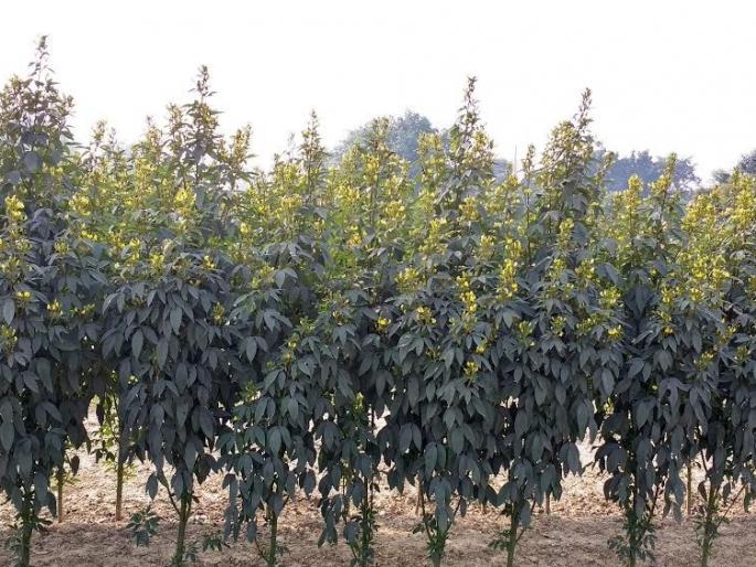 Toor crop in danger; The probability of decreasing by more than 50 percent | तुरीवर नुकसानीचे ढग; ५० टक्क्यापेक्षा अधिक घटण्याची शक्यता