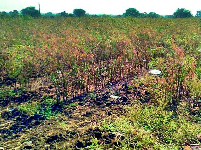Cloudy atmosphere in Washim district; crop in trouble | वाशिम जिल्ह्यात ढगाळ वातावरण ; तूर पिक संकटात Cloudy atmosphere in Washim district; crop in trouble | वाशिम जिल्ह्यात ढगाळ वातावरण ; तूर पिक संकटात