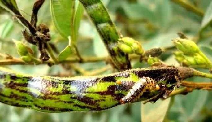 The influx of larwa laying on tur has increased! | तुरीवर शेंगा पोखरणाऱ्या अळ्यांचा प्रादुर्भाव वाढला!