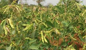 Farmers give priority to toor crop | शेतकऱ्यांचा सर्वाधिक भर तूर संगोपनावर! Farmers give priority to toor crop | शेतकऱ्यांचा सर्वाधिक भर तूर संगोपनावर!