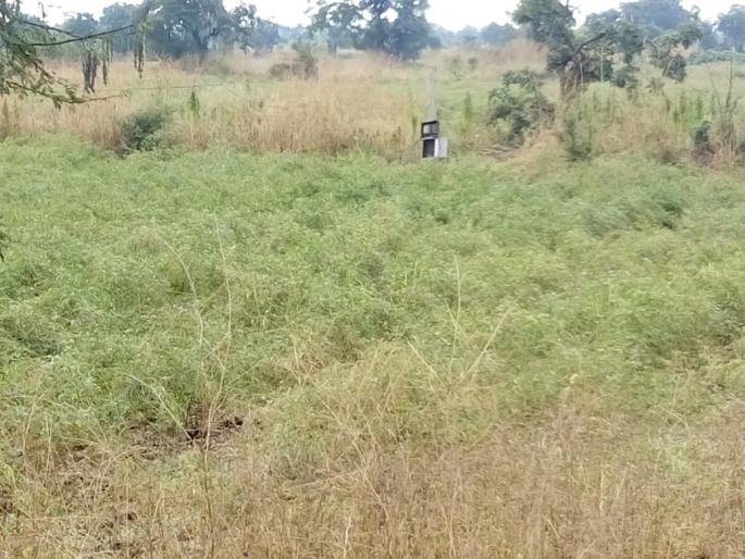 rain damaged crops in washim district | अवकाळी पावसाचा तुरीला फटका  