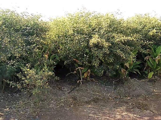 Cloudy weather in Vidarbha; hit the toor crop | विदर्भात ढगाळ वातावरण; तुरीचा फुलोरा गळण्याचे प्रमाण वाढले