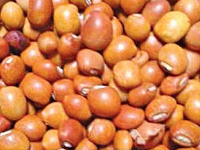 Do not ask about caste vidhan parishad speaker orders to nafed | तूरखरेदी केंद्रांवर जात विचारू नका, सभापतींनी दिले निर्देश Do not ask about caste vidhan parishad speaker orders to nafed | तूरखरेदी केंद्रांवर जात विचारू नका, सभापतींनी दिले निर्देश