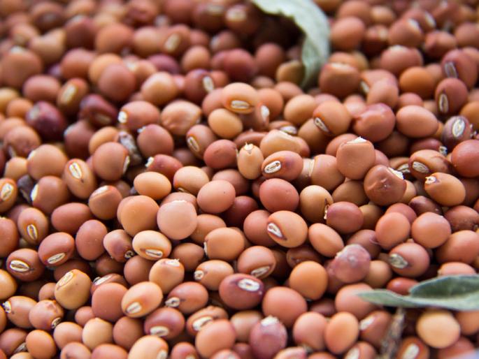 Starting the purchase of Tur at the procurment center | कारंजा खरेदी केंद्रावर हमीभावात तूर खरेदी सुरू Starting the purchase of Tur at the procurment center | कारंजा खरेदी केंद्रावर हमीभावात तूर खरेदी सुरू