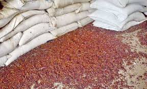 Urgent demand for immediate subsidy of Tuar | हरभरा, तूरीचे अनुदान तातडीने देण्याची मागणी ! Urgent demand for immediate subsidy of Tuar | हरभरा, तूरीचे अनुदान तातडीने देण्याची मागणी !