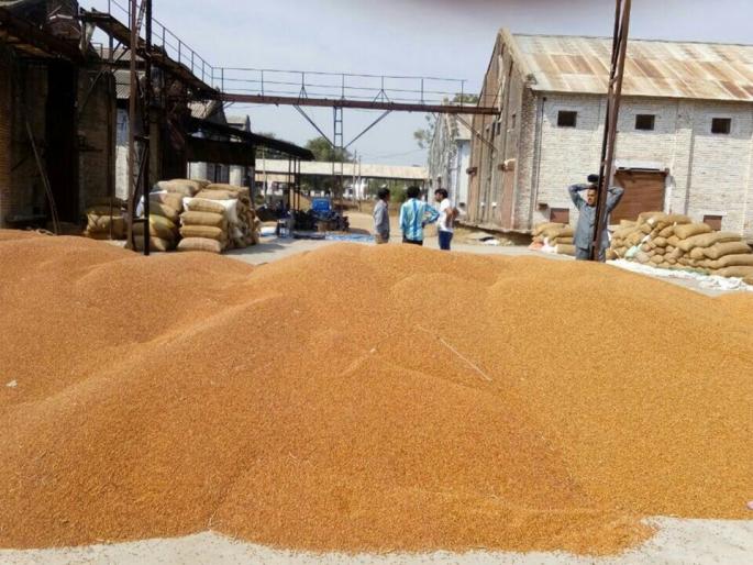 Beading in Beed; No tharila thaara .... | बीडमध्ये नाफेडचा असाही तोरा; तुरीला नाही थारा.... Beading in Beed; No tharila thaara .... | बीडमध्ये नाफेडचा असाही तोरा; तुरीला नाही थारा....