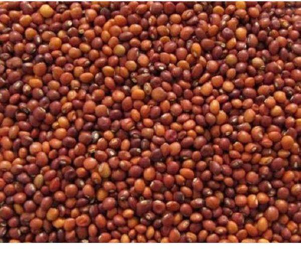 The new Toor in market, the price is up to six thousand! | नवीन तुरी बाजारात, भाव सहा हजारापर्यंत! The new Toor in market, the price is up to six thousand! | नवीन तुरी बाजारात, भाव सहा हजारापर्यंत!