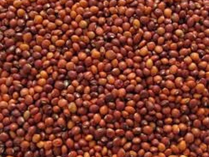 Did not receive money of toor sell | महिनाभरापासून मिळाले नाही तुरीचे चुकारे! Did not receive money of toor sell | महिनाभरापासून मिळाले नाही तुरीचे चुकारे!