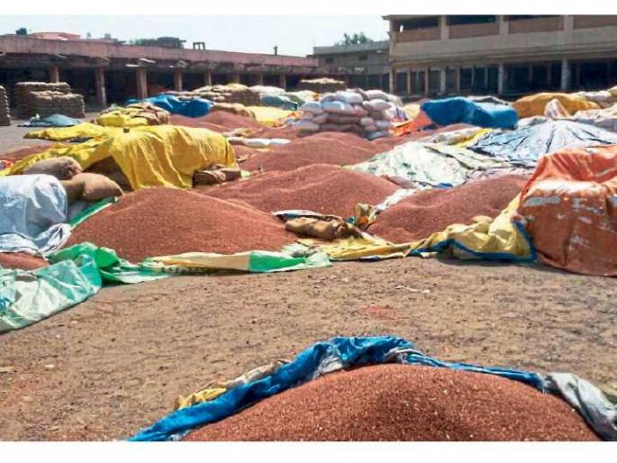 rate slash in market; 1800 rupees less than guaranteed | तूरीच्या बाजारभावात घसरण सुरूच; हमीभावापेक्षा १८०० रुपये कमी दर rate slash in market; 1800 rupees less than guaranteed | तूरीच्या बाजारभावात घसरण सुरूच; हमीभावापेक्षा १८०० रुपये कमी दर