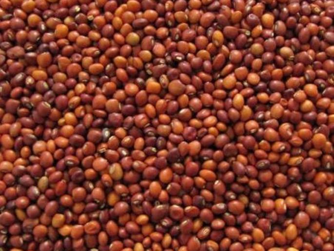 Farmers waiting for subsidy of toor crop | तूर उत्पादक शेतकऱ्यांना अनुदानाची प्रतिक्षा Farmers waiting for subsidy of toor crop | तूर उत्पादक शेतकऱ्यांना अनुदानाची प्रतिक्षा