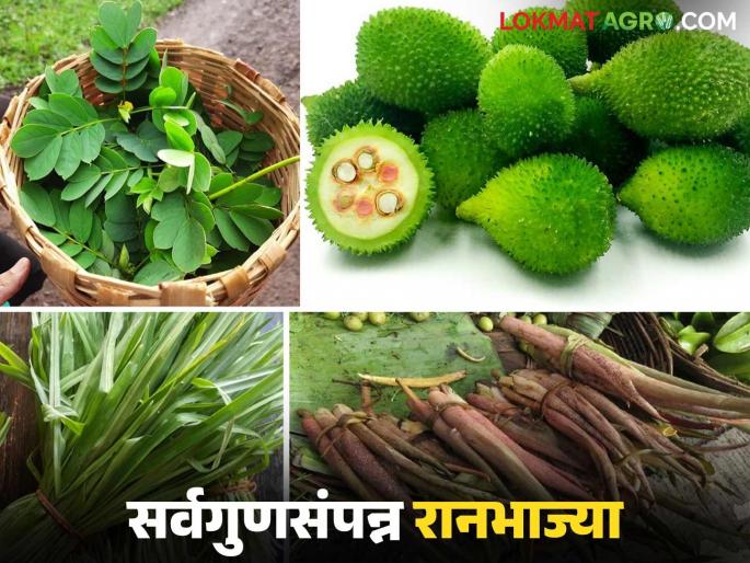 Ranbhajya : What are the seven all-purpose wild vegetables that come during the monsoon? Find out in detail | Ranbhajya : पावसाळ्यात येणाऱ्या सर्वगुणसंपन्न सात रानभाज्या कोणत्या? जाणून घ्या सविस्तर
