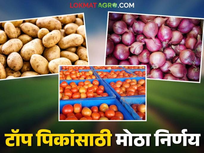Considering the falling prices of tomatoes, the central government will bear the transportation and storage costs | टोमॅटोचे घसरलेले दर लक्षात घेता वाहतूक व साठवणूक खर्च केंद्र सरकार उचलणार Considering the falling prices of tomatoes, the central government will bear the transportation and storage costs | टोमॅटोचे घसरलेले दर लक्षात घेता वाहतूक व साठवणूक खर्च केंद्र सरकार उचलणार