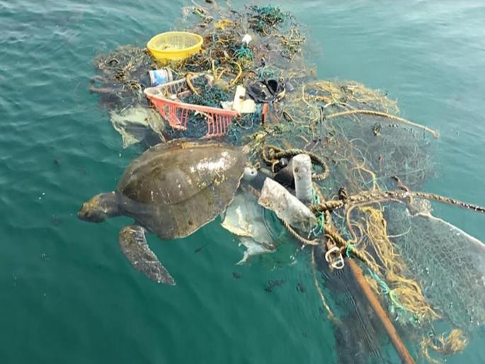 FOUR MORE DEAD TURTLES FOUND ON SOUTH GOA COASTLINE | दक्षिण गोव्याच्या किनारपट्टीवर आणखी चार कासवांचा मृत्यू FOUR MORE DEAD TURTLES FOUND ON SOUTH GOA COASTLINE | दक्षिण गोव्याच्या किनारपट्टीवर आणखी चार कासवांचा मृत्यू