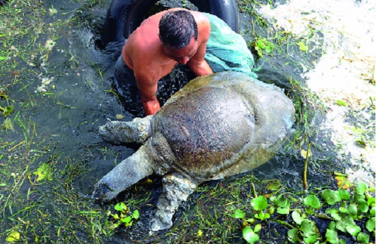 100 Years of Tomb dead in pollution in the night: Rare Indian Soft Shell Turtle | प्रदूषणाने रंकाळ्यात १०० वर्षांचे कासव मृत : दुर्मीळ इंडियन सॉफ्टशेल्ड टरटल 100 Years of Tomb dead in pollution in the night: Rare Indian Soft Shell Turtle | प्रदूषणाने रंकाळ्यात १०० वर्षांचे कासव मृत : दुर्मीळ इंडियन सॉफ्टशेल्ड टरटल