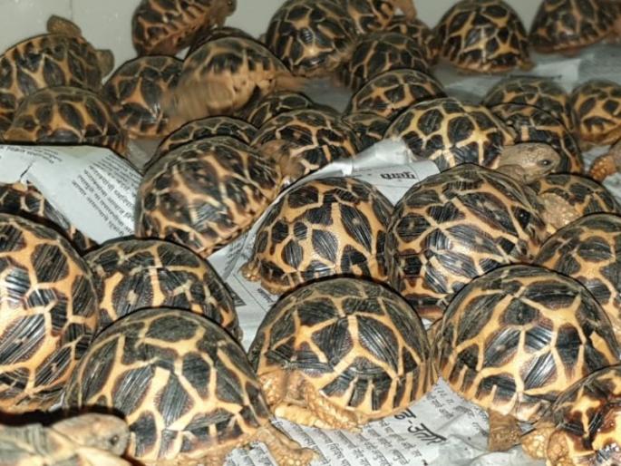 293 cases of star land seized and two arrested | स्टार प्रजातीची 293 कासवे जप्त, दोघांना अटक 293 cases of star land seized and two arrested | स्टार प्रजातीची 293 कासवे जप्त, दोघांना अटक