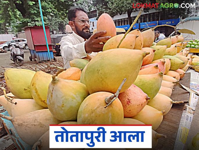 Totapuri Mango : 'Pavshi' is gone, now 'Totapuri' is here; How did you give a kilo? | Totapuri Mango : 'पावशी' गेला आता 'तोतापुरी' आला; कसा किलो दिला? Totapuri Mango : 'Pavshi' is gone, now 'Totapuri' is here; How did you give a kilo? | Totapuri Mango : 'पावशी' गेला आता 'तोतापुरी' आला; कसा किलो दिला?