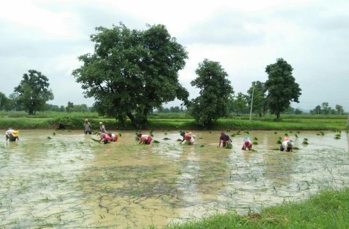 Deregulation of agricultural commodities has increased the price of grain in Vidarbha | शेतमाल नियमनमुक्तीमुळे वाढले विदर्भातील धानाचे दर