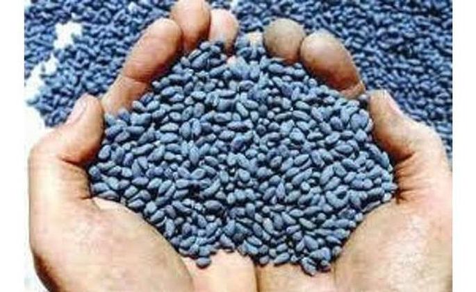 Traces of HTBT found in seeds at Khamgaon | बियाण्यात आढळले एचटीबीटीचे अंश Traces of HTBT found in seeds at Khamgaon | बियाण्यात आढळले एचटीबीटीचे अंश