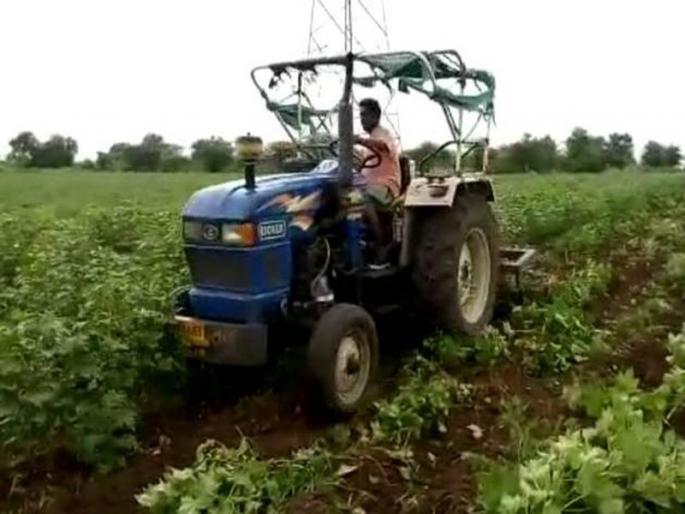 The farmer revolted in the tractor, Dhamangaon taluka | शेतक-याने उभ्या कपाशीतच फिरविला ट्रॅक्टर, धामणगाव तालुक्यातील प्रकार The farmer revolted in the tractor, Dhamangaon taluka | शेतक-याने उभ्या कपाशीतच फिरविला ट्रॅक्टर, धामणगाव तालुक्यातील प्रकार
